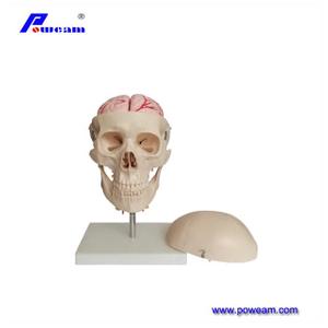 Calavera con 8 partes del cerebro y la columna cervical