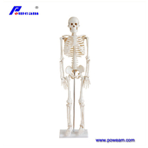 Estudiantes de la Escuela de Medicina PVC Esqueleto 80cm Modelo de Anatomía Humana