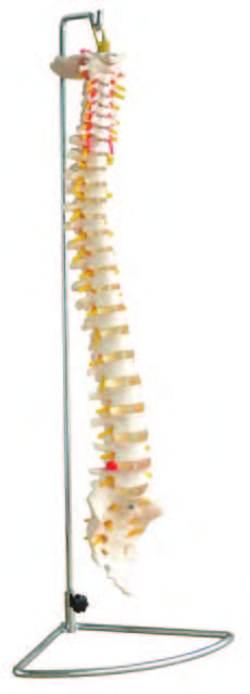 Calavera con 8 partes del cerebro y la columna cervical