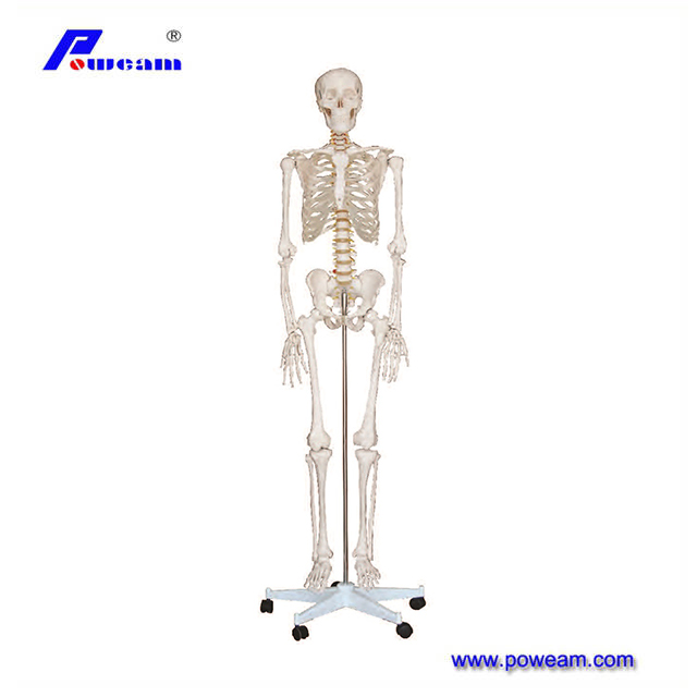 Calavera con 8 partes del cerebro y la columna cervical